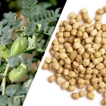 menanam kacanga arab