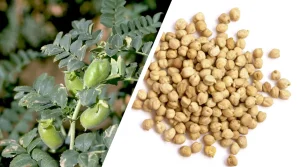 Tanaman Kacang Arab: Yuk Kenal dan Menanamnya!