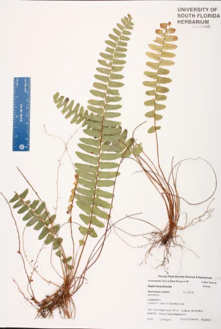 tetanam | Pesona Pakis Kelabang: Tanaman Hias yang Menawan pakis kelabang