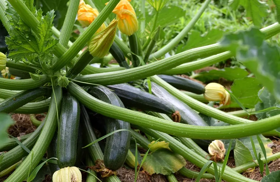 menanam zucchini