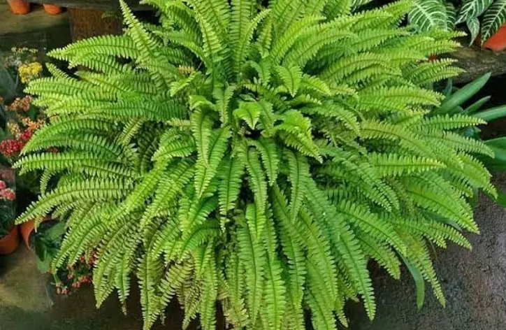 tetanam | Pesona Pakis Kelabang: Tanaman Hias yang Menawan pakis kelabanng