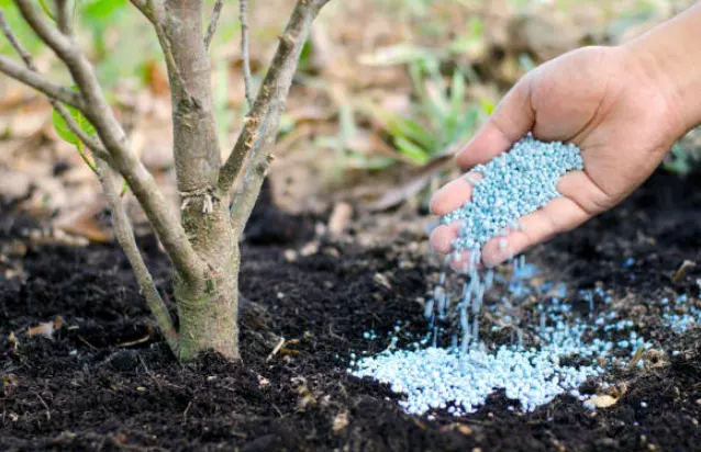 tetanam | Cara Memberi Pupuk NPK pada Tanaman Buah yang Efektif cara memberi pupuk npk pada tanaman buah