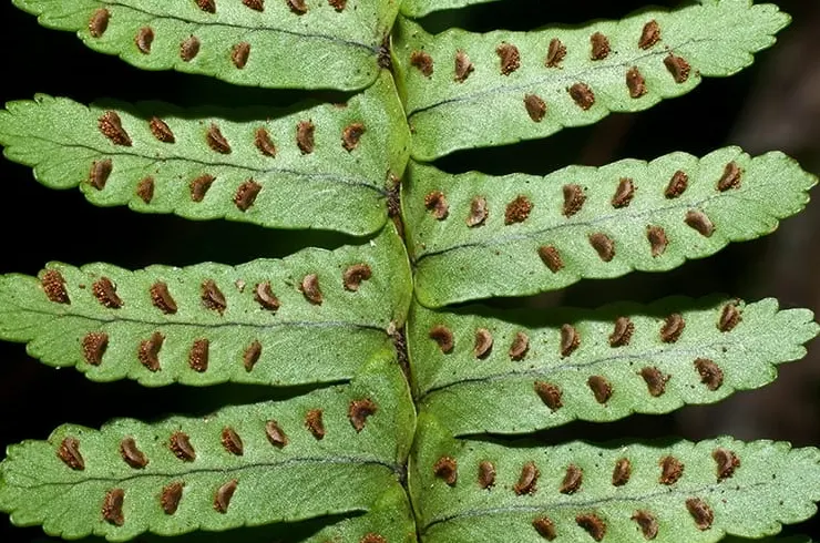 tetanam | Pesona Pakis Kelabang: Tanaman Hias yang Menawan spora pakis kelabang