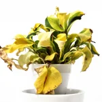 tanaman daun menguning