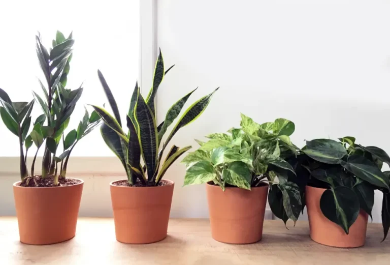 tetanam | Tanaman Hias yang Mudah Dirawat: Keindahan Tanpa Ribet tanaman hias yang mudah dirawat