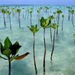 menanam mangrove