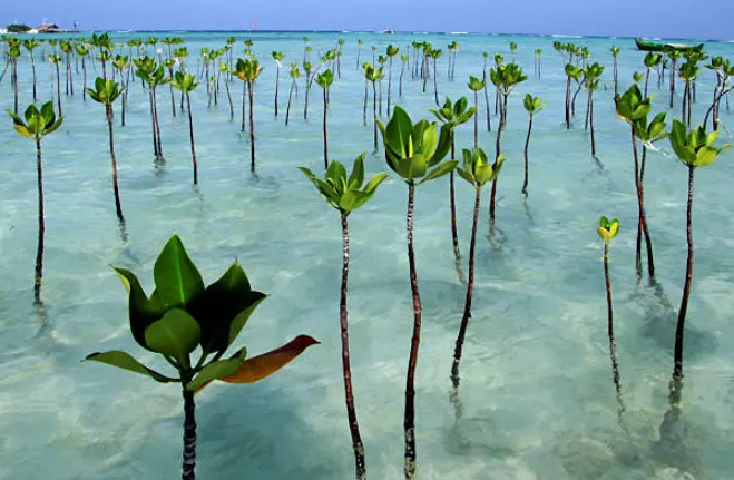 menanam mangrove