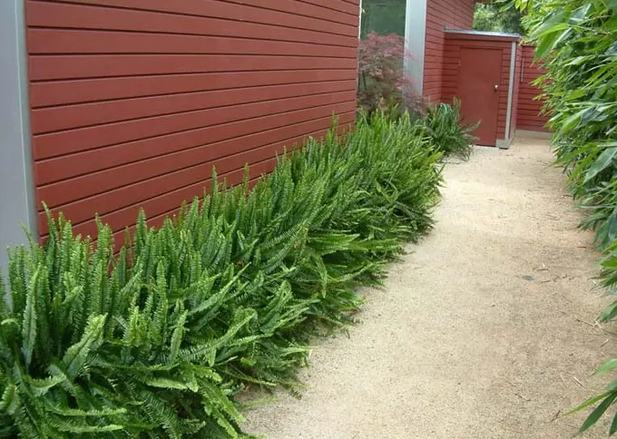 tetanam | Pesona Pakis Kelabang: Tanaman Hias yang Menawan pakis kelabang