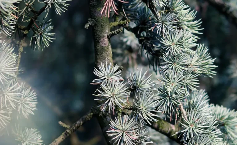 tetanam | Keajaiban Pohon Cedar: Rahasia Keharuman dan Kekuatan pohon cedar