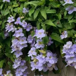 tanaman thunbergia adalah