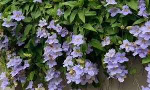 tetanam | Tanaman Thunbergia: Pesona Bunga Merambat di Rumah Anda tanaman thunbergia adalah