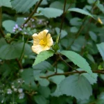 tanaman sidaguri adalah