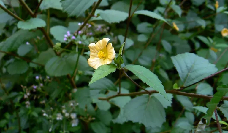 tanaman sidaguri adalah