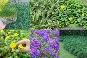 tanaman untuk penutup tanah