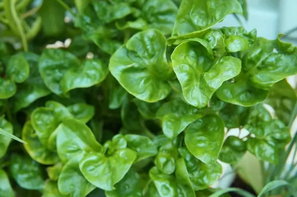 tetanam | Bayam Brazil: Manfaat, Karakteristik, dan Cara Menanamnya tanaman bayam brazil