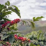 tetanam | Tanaman Kopi: Sejarah, Jenis, dan Manfaatnya tanaman kopi