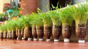 cara menanam kangkung