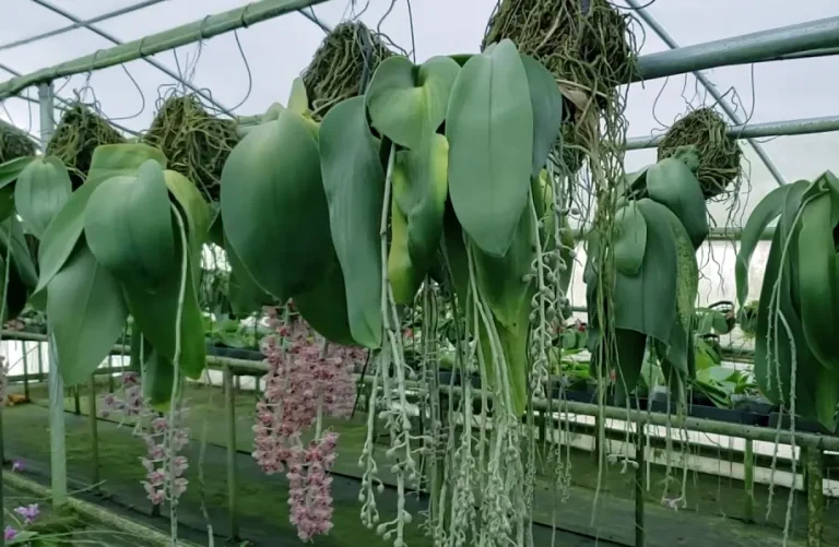 anggrek bulan raksasa