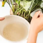 air cucian beras tanaman