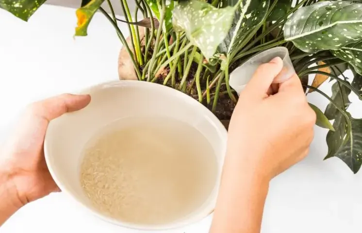 air cucian beras tanaman