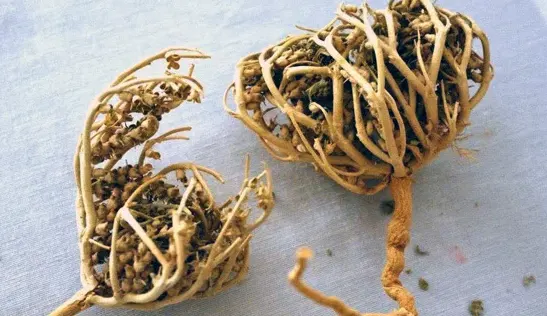 tetanam | Rumput Fatimah: Mitos Persalinan, Manfaat, & Cara Tanam akar rumput fatimah