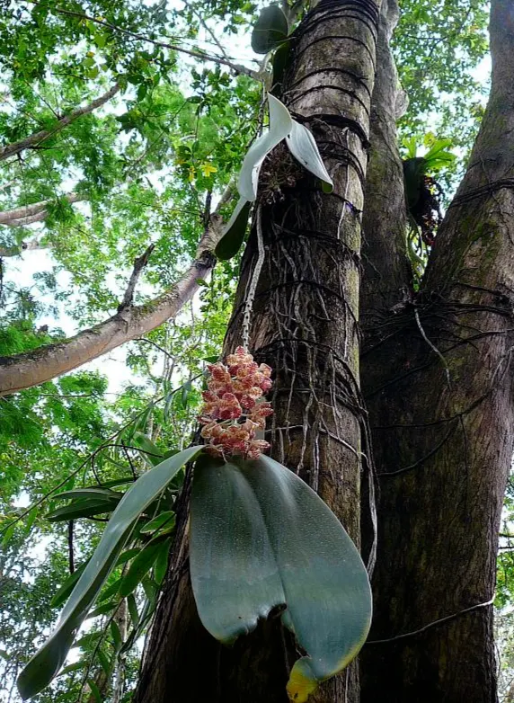 Anggrek Bulan raksasa