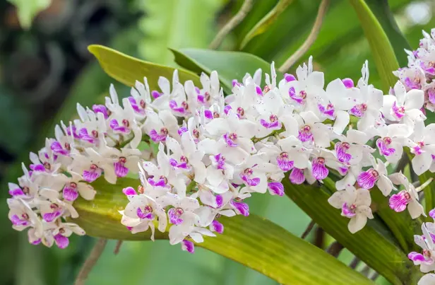 anggrek ekor tupai adalah