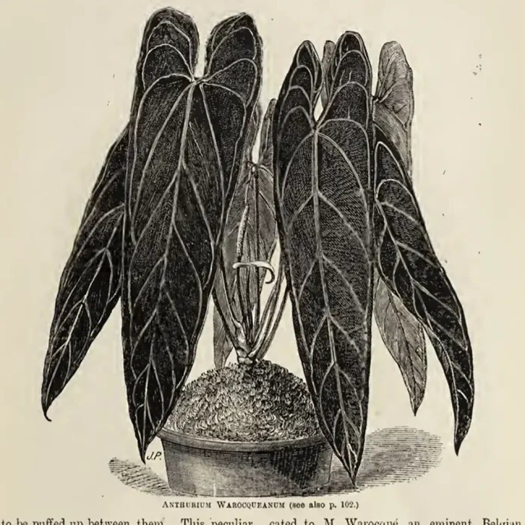 tetanam | Anthurium Warocqueanum: Jangan Beli Sebelum Baca Ini! Anthurium warocqueanum