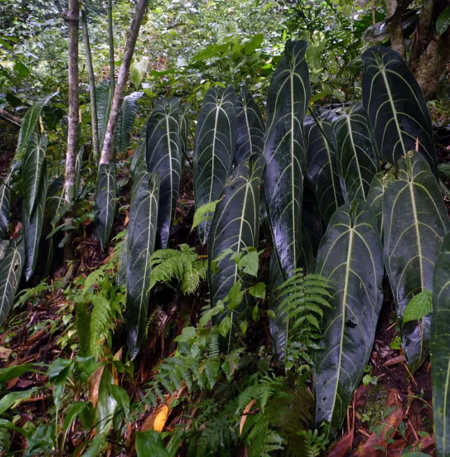 tetanam | Anthurium Warocqueanum: Jangan Beli Sebelum Baca Ini! Anthurium warocqueanum