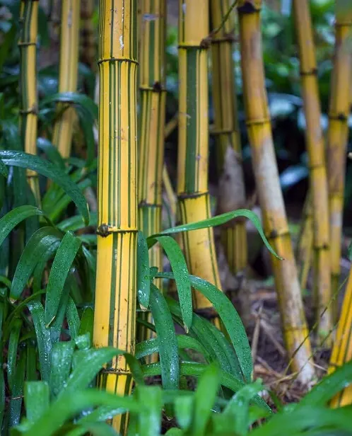 tetanam | Pesona Bambu Kuning: Manfaat, Cara Tanam, dan Perawatannya tanaman bambu kuning
