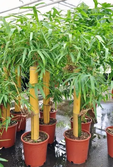 tetanam | Pesona Bambu Kuning: Manfaat, Cara Tanam, dan Perawatannya bambu kuning