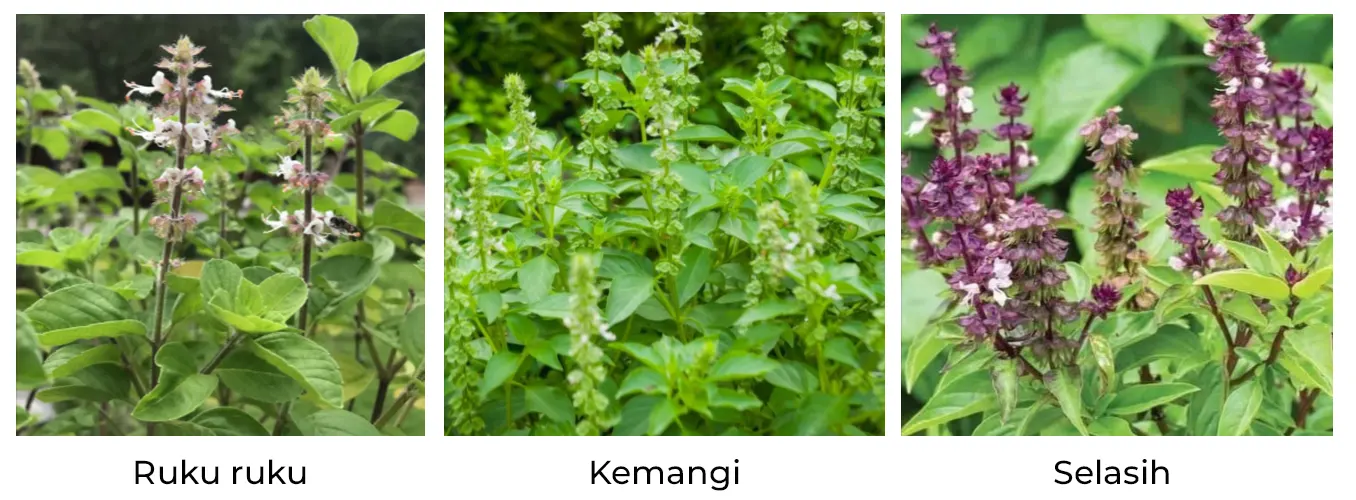 perbedaan daun ruku ruku dann kemangi