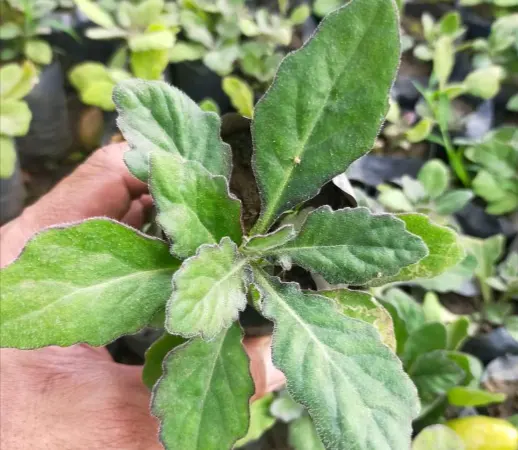 tetanam | Benarkah Daun Dewa Seampuh Namanya? Temukan Jawabannya bibit daun dewa