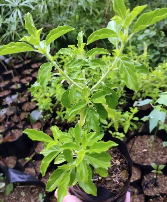 bibit daun ruku ruku