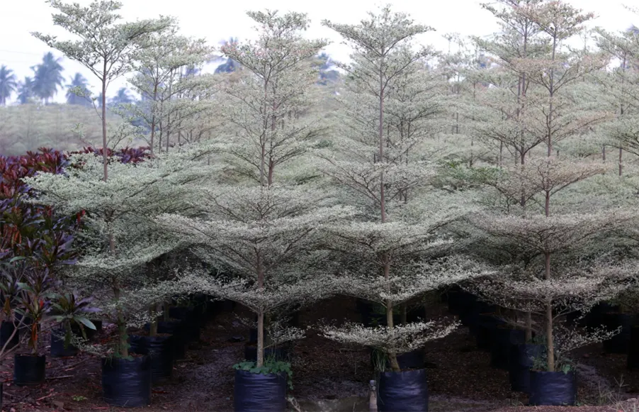 tetanam | Ketapang Kencana Varigata: Pesona Eksotis di Taman Anda Ketapang Kencana Varigata