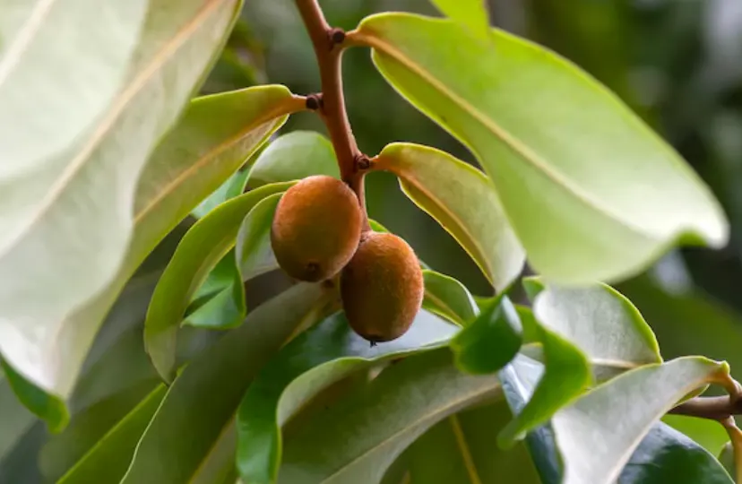 tetanam | Kayu Hitam Sulawesi: Harta Karun Hutan yang Nyaris Punah! biji kayu hitam sulawesi