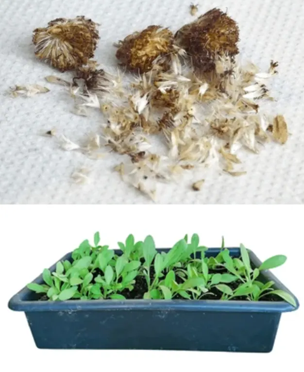 biji bunga gaillardia