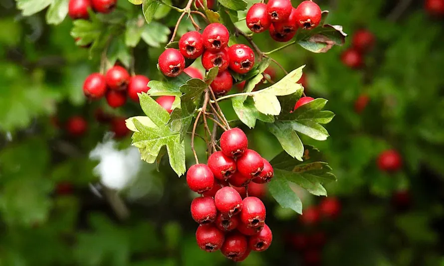 buah hawthorn adalah