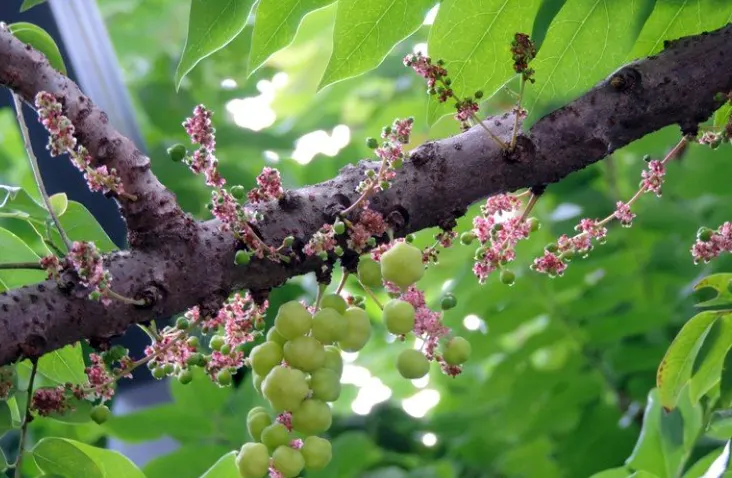 tetanam | Rahasia Buah Cermai: Segar, Kaya Nutrisi & Mudah Ditanam! buah cermai