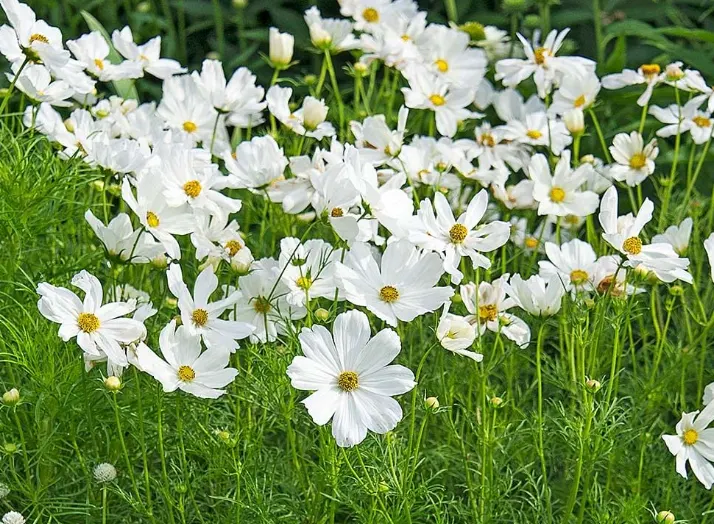 bunga cosmos