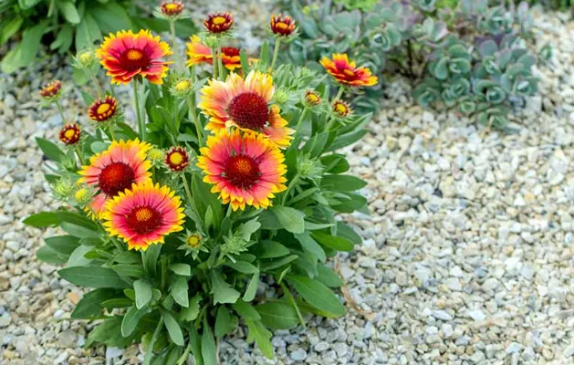 Bunga gaillardia