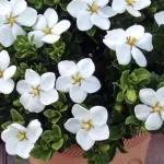 bunga gardenia adalah