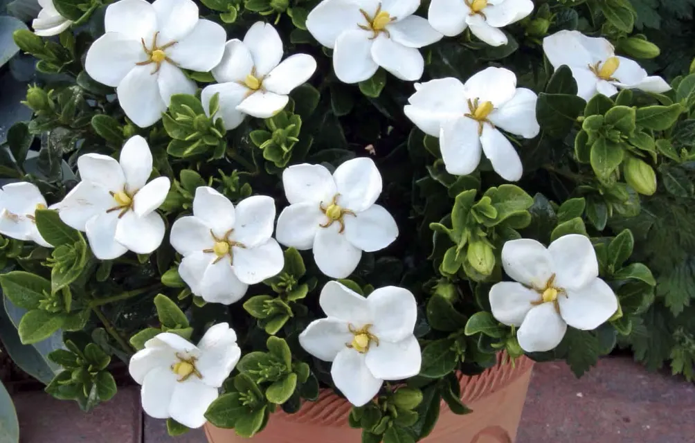 bunga gardenia adalah