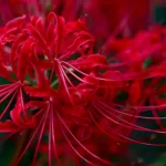 tetanam | Bunga Higanbana: Bunga Mistik, Cinta & Kematian | Terungkap! bunga higanbana adalah