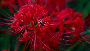 tetanam | Bunga Higanbana: Bunga Mistik, Cinta & Kematian | Terungkap! bunga higanbana adalah