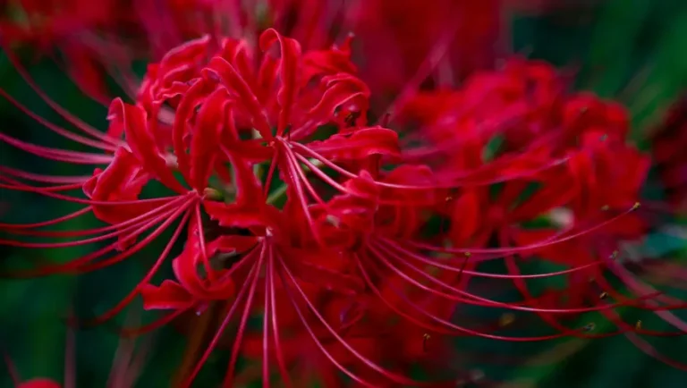 tetanam | Bunga Higanbana: Bunga Mistik, Cinta & Kematian | Terungkap! bunga higanbana adalah