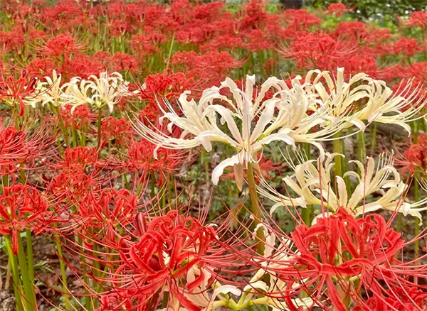 tetanam | Bunga Higanbana: Bunga Mistik, Cinta & Kematian | Terungkap! Bunga Higanbana