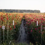 budidaya bunga potong