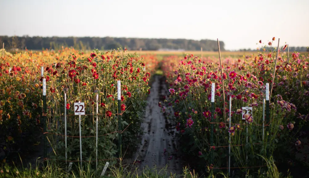 budidaya bunga potong