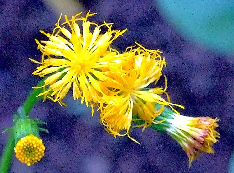 tetanam | Benarkah Daun Dewa Seampuh Namanya? Temukan Jawabannya bunga daun dewa